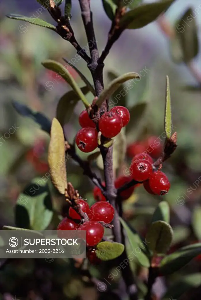 Close-up of lingonberries