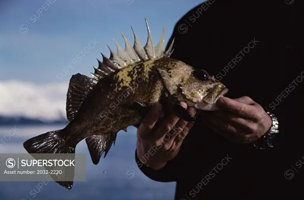 Mid section view of man's hands holding a rockfish