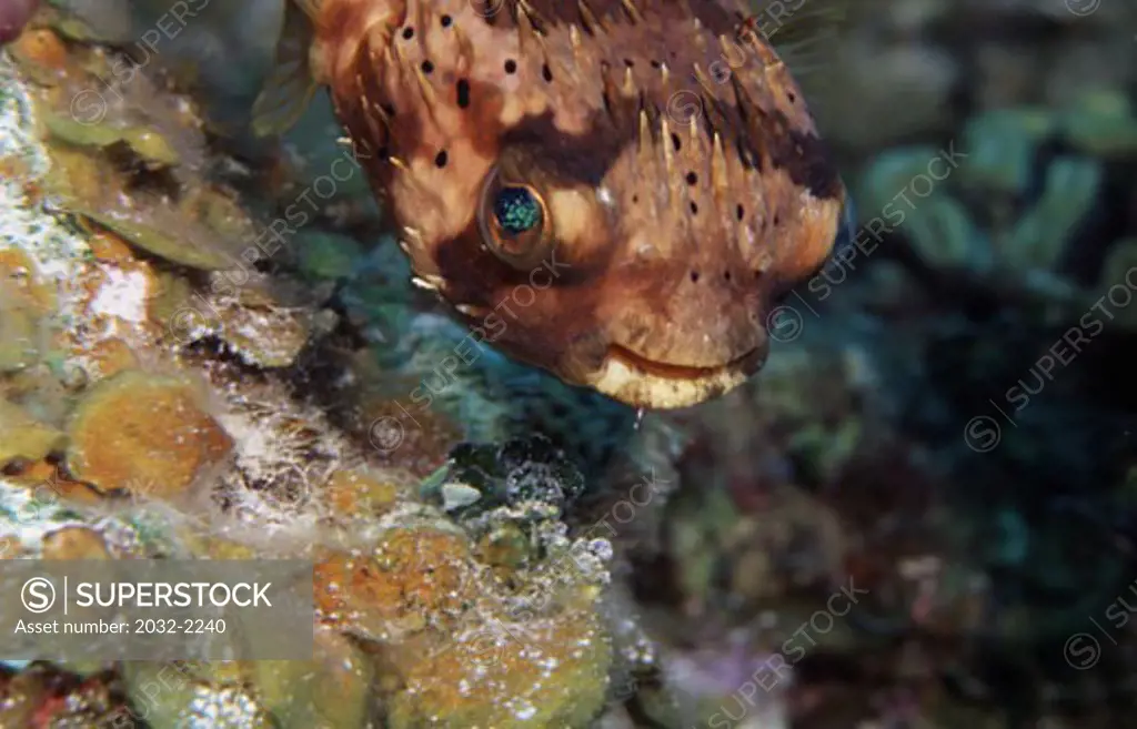 Black-Spotted porcupinefish (Diodon hystrix) underwater
