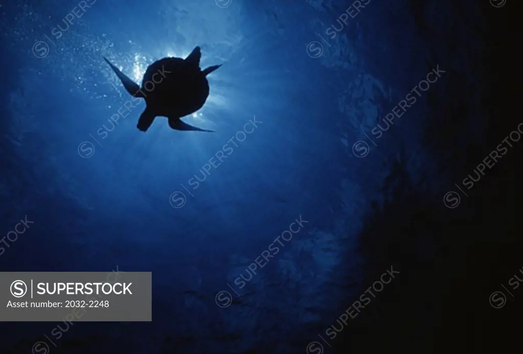Silhouette of a Green Sea turtle (Chelonia mydas) swimming underwater