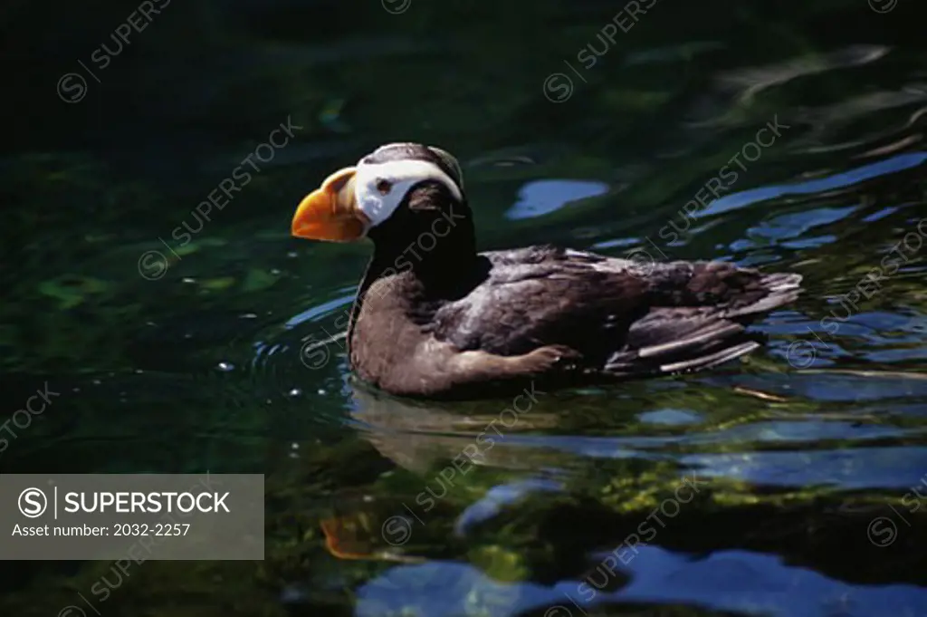 Tufted puffin (Fratercula cirrhata) swimming in water
