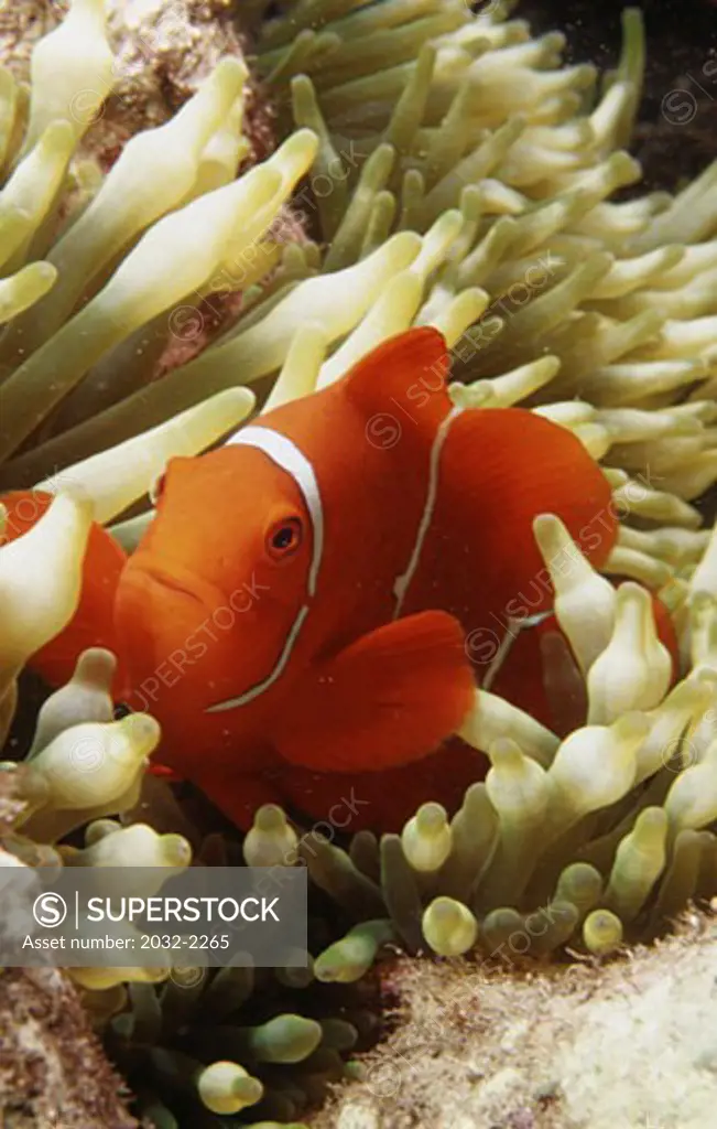 Close-up of an anemonefish underwater