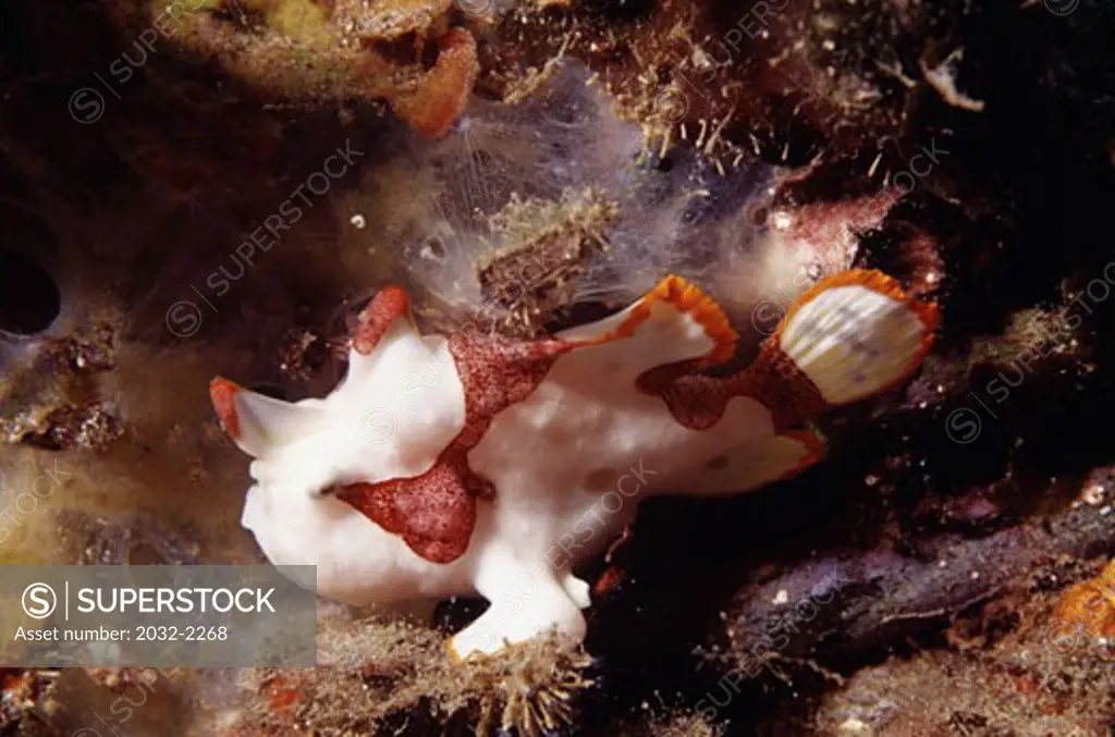 Clown anglerfish swimming underwater