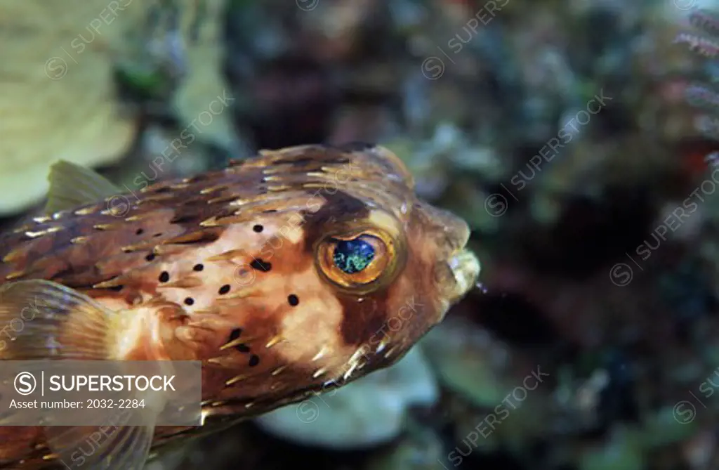Close-up of a Rounded porcupinefish (Cyclichthys orbicularis)
