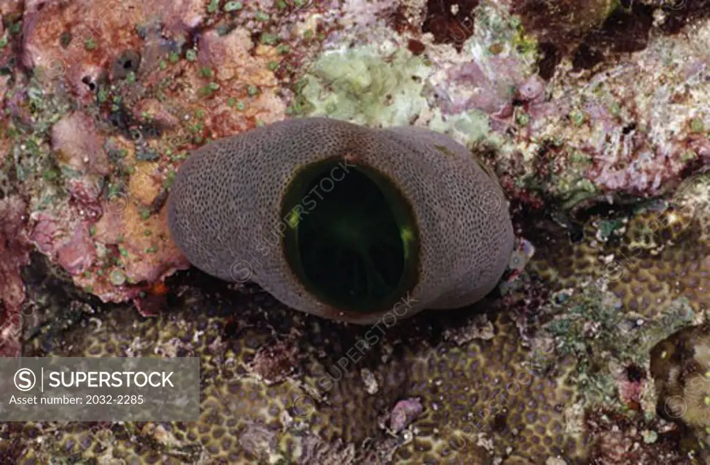 High angle view of a Sea squirt (Atriolum robustum) underwater