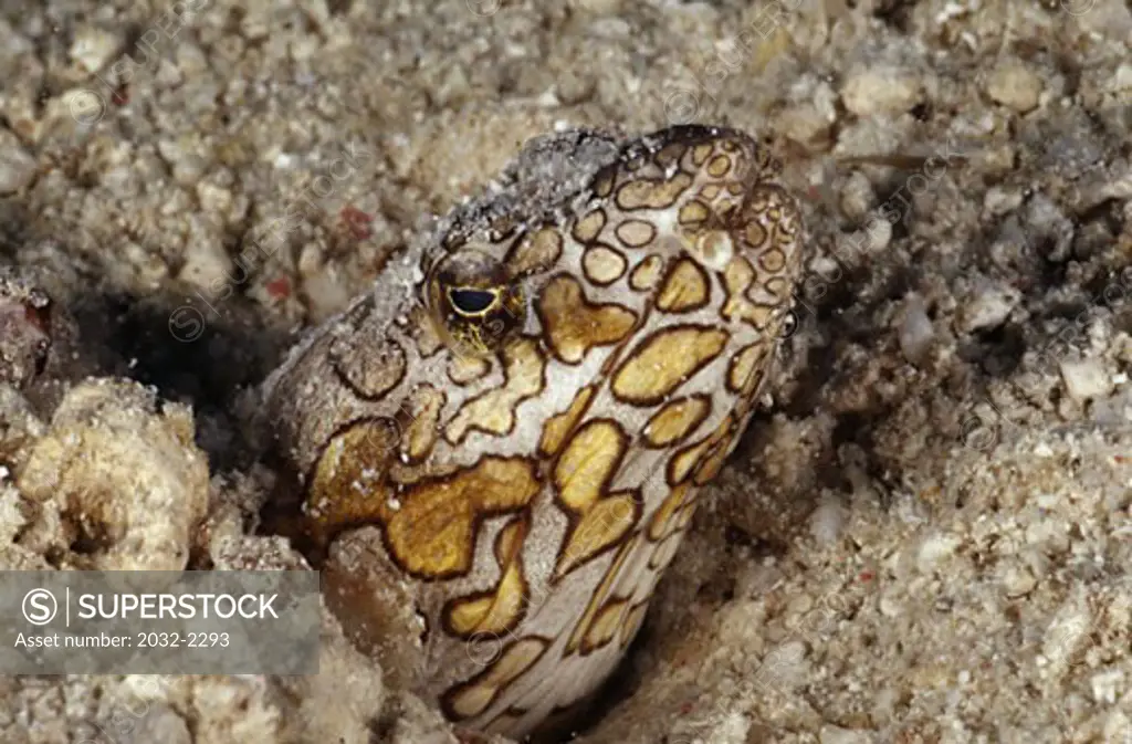 Close-up of a Napoleon Snake eel (Ophichthus bonaparti) underwater