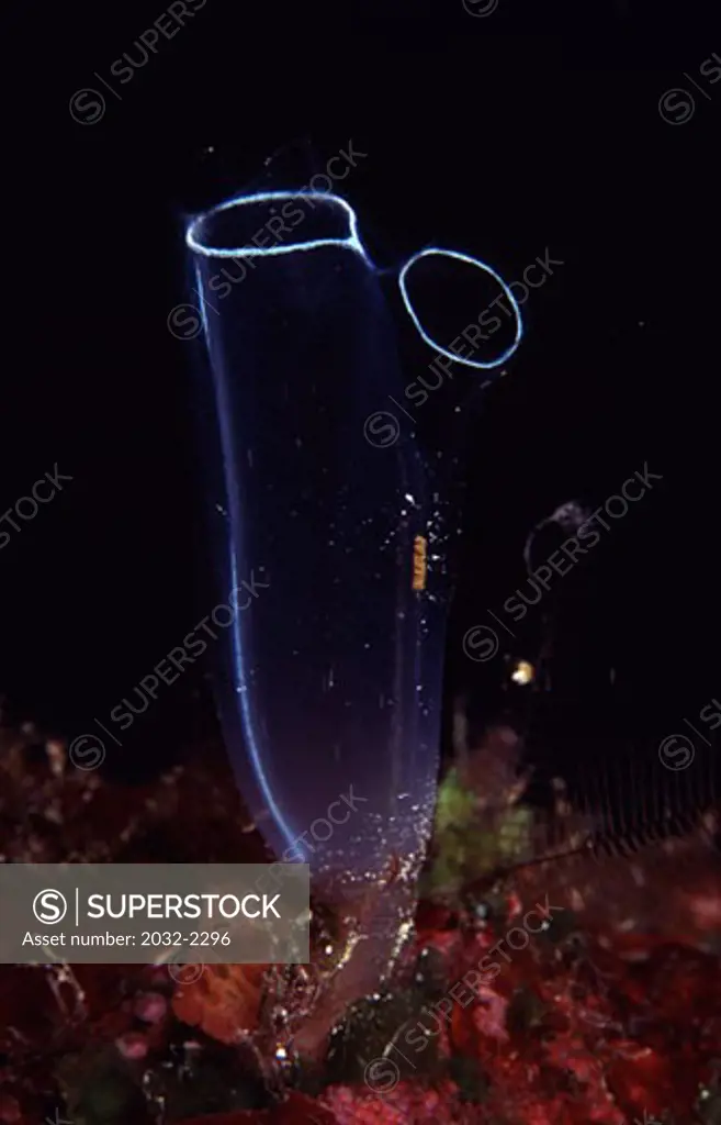 Ascidian (Rhopalaea crassa) underwater