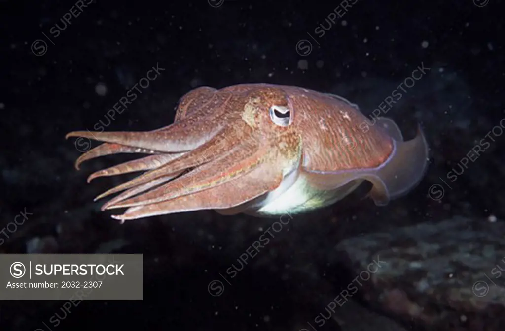 Broadclub cuttlefish (Sepia latimanus) swimming underwater