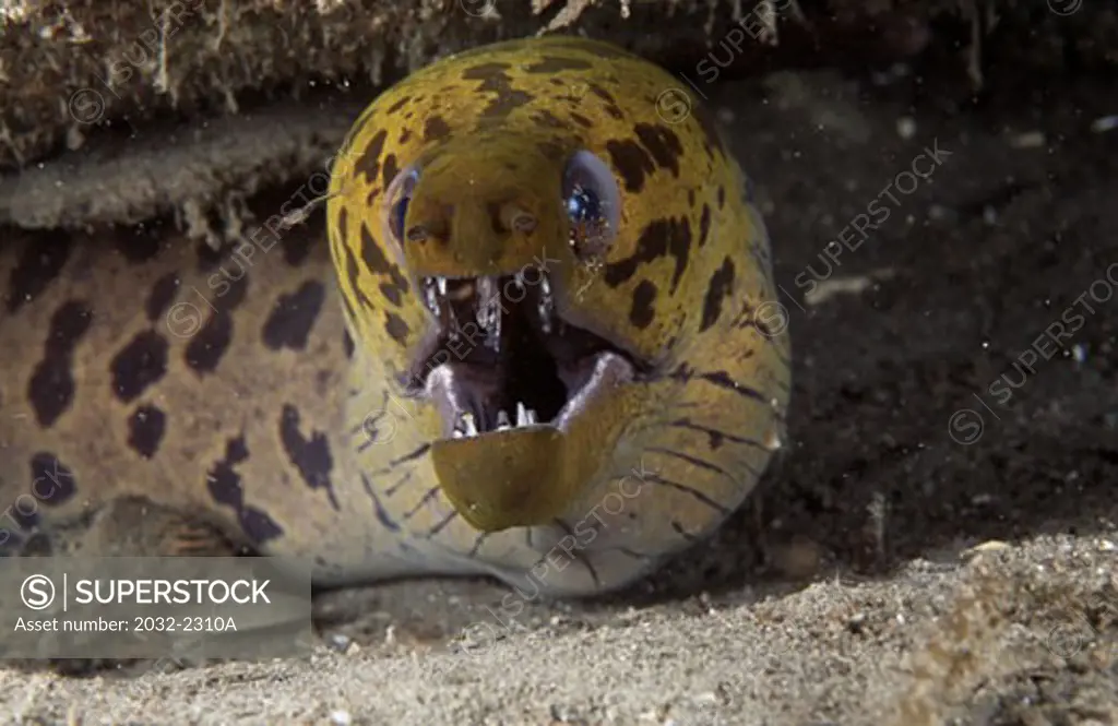 Close-up of a Spotted Moray eel (Gymnothorax fimbriatus)