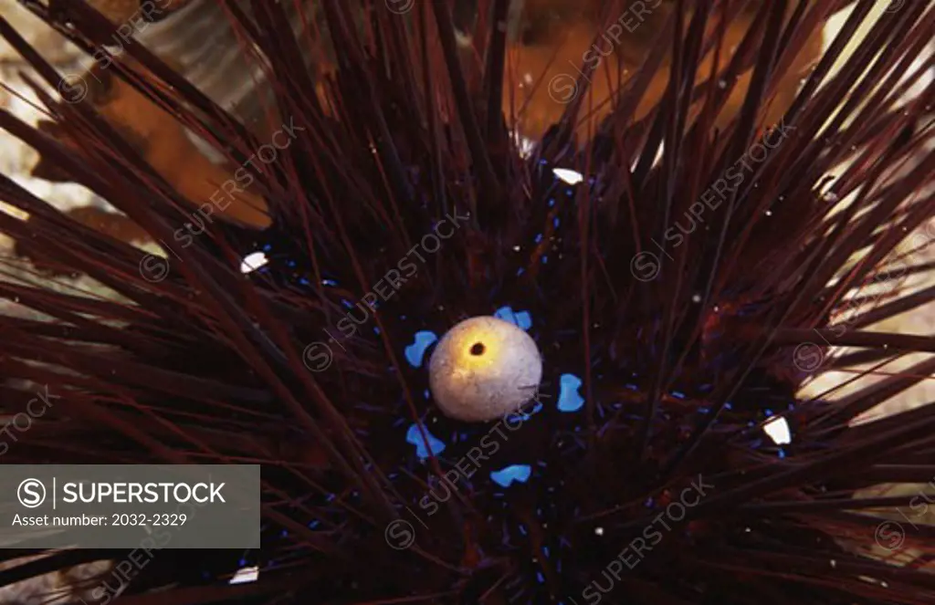 Close-up of a Long-Spined Sea urchin (Diadema antillarum) underwater