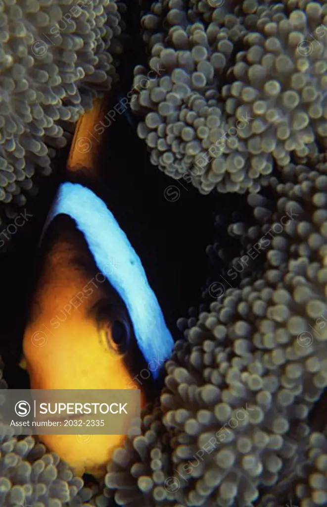Close-up of an Orange-Fin clownfish (Amphiprion chrysopterus) hiding in sea anemones