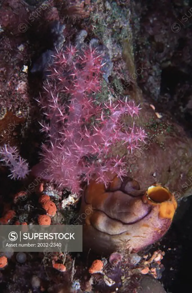 Sea squirt (Polycarpa aurata) underwater