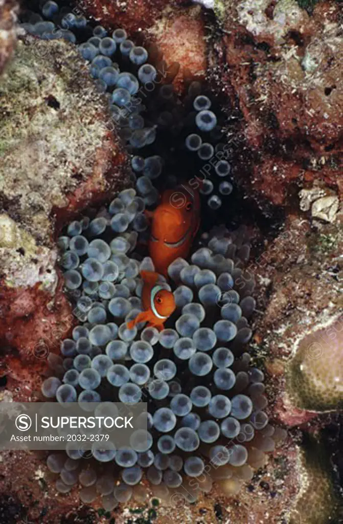 Spine Cheek anemonefish (Premnas biaculeatus) hiding and its young one with sea anemone