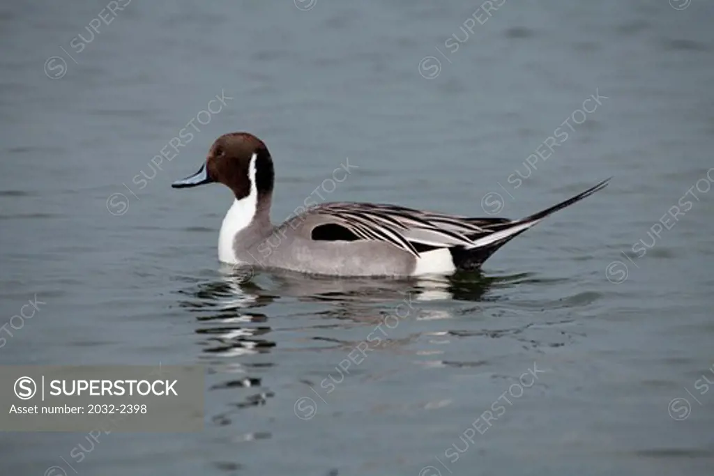 Pintail duck (Anas acuta) in water
