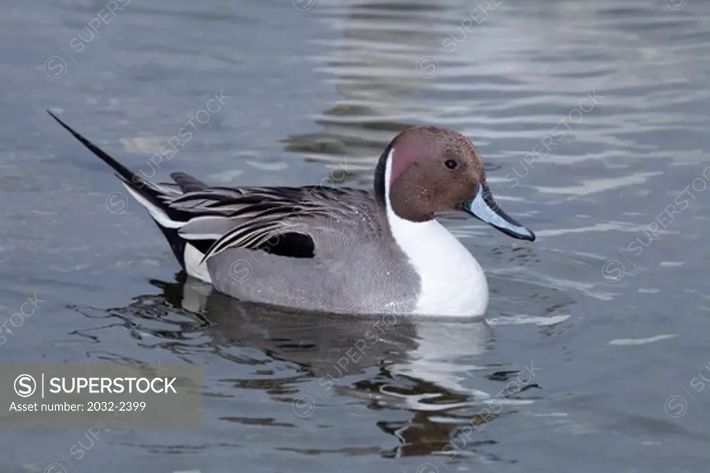 Pintail duck (Anas acuta) in water