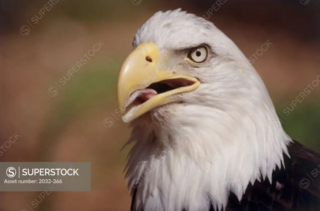 Female Bald Eagle, Sitka, Alaska, USA