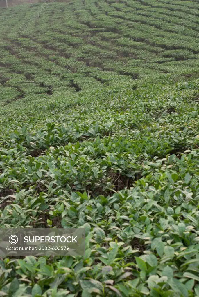 Vietnam, Tea bushes