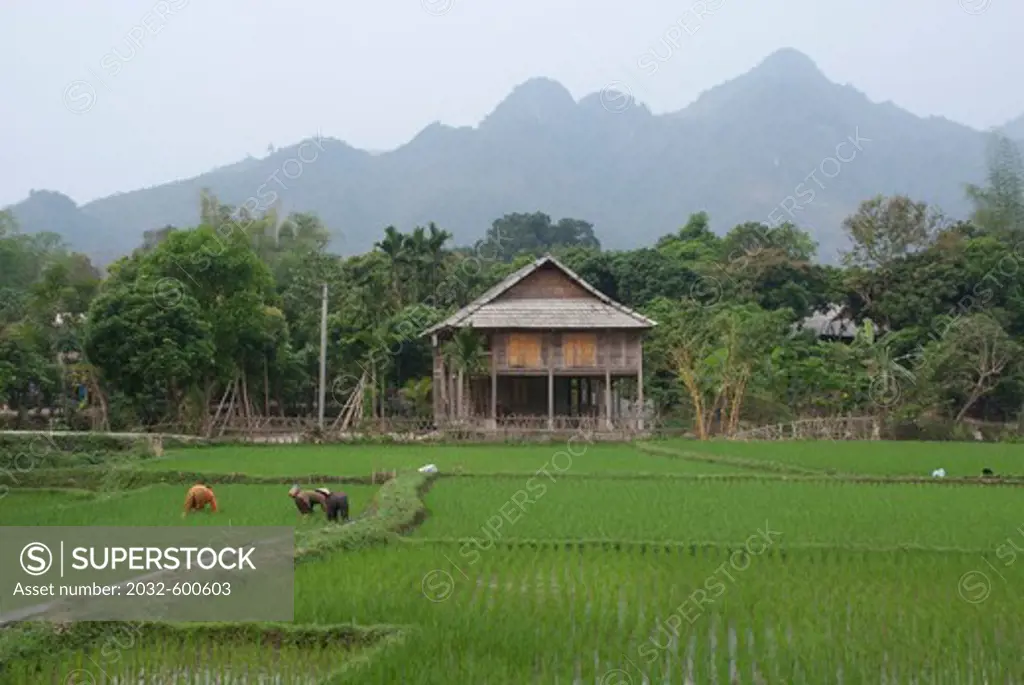 Vietnam, Rice paddies