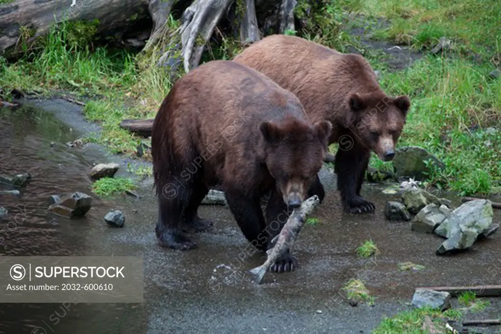 Brown bear (Ursus arctos) holding a dead fish in its mouth, Fortress of the Bears, Sitka, Alaska, USA