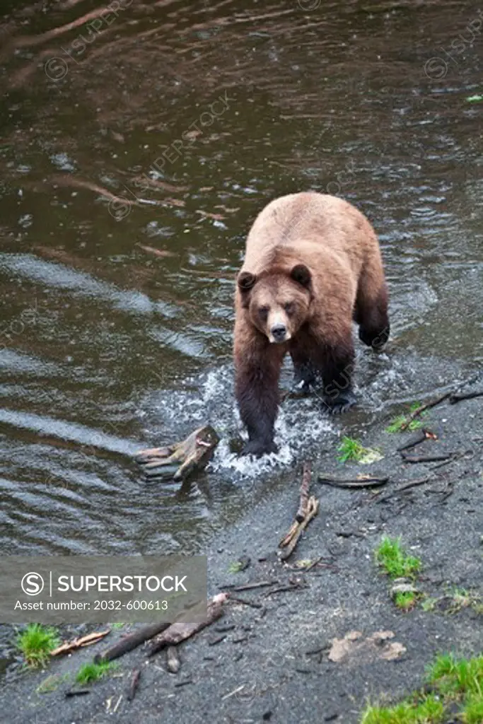 Brown bear (Ursus arctos) foraging in a river, Fortress of the Bears, Sitka, Alaska, USA