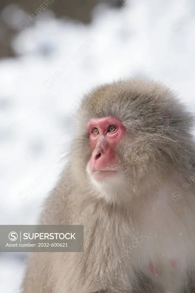Japan, Honshu, Snow Monkey