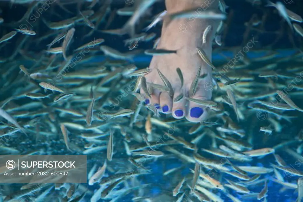 Thailand, Pattaya, Human foot in fish spa