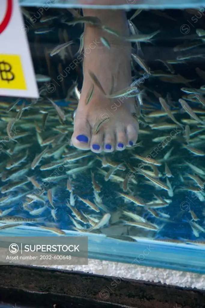 Information about the Fish – SmilingFeet Fish Spa Official website