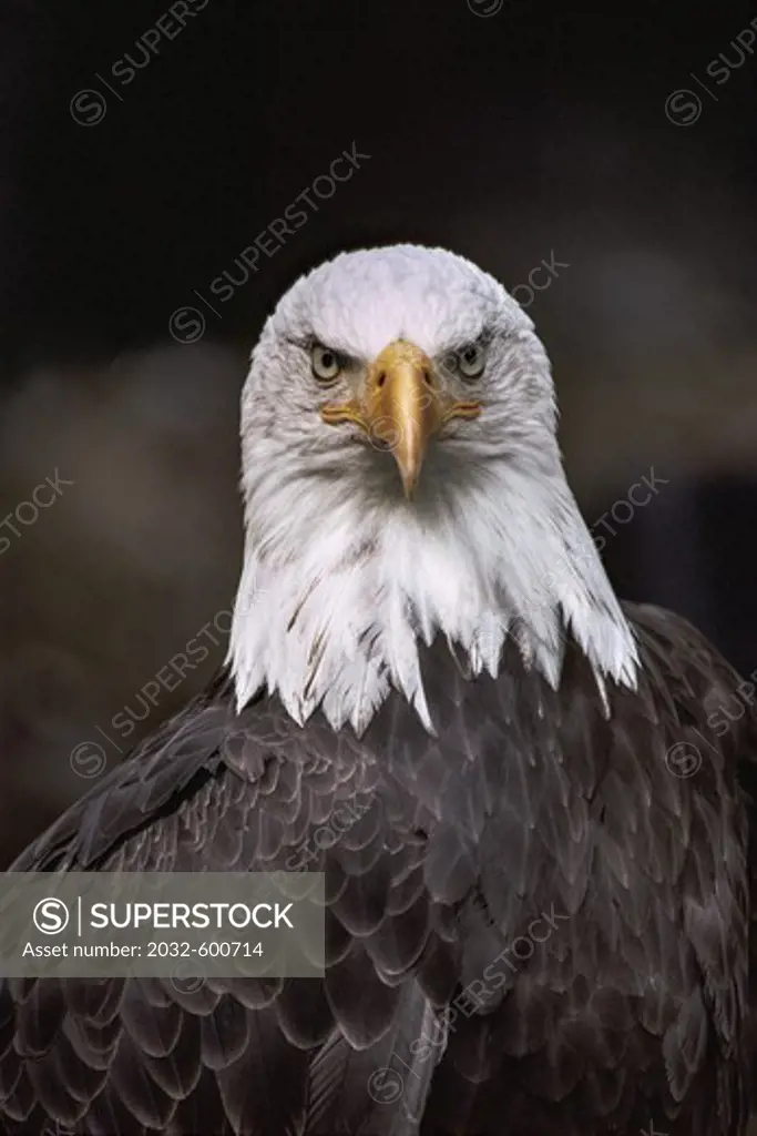 Close-up of a Bald eagle (Haliaeetus leucocephalus)