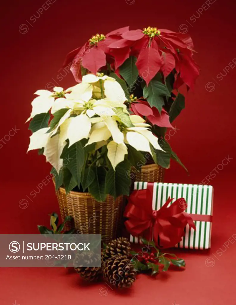 Close-up of two baskets of flowers with a Christmas present