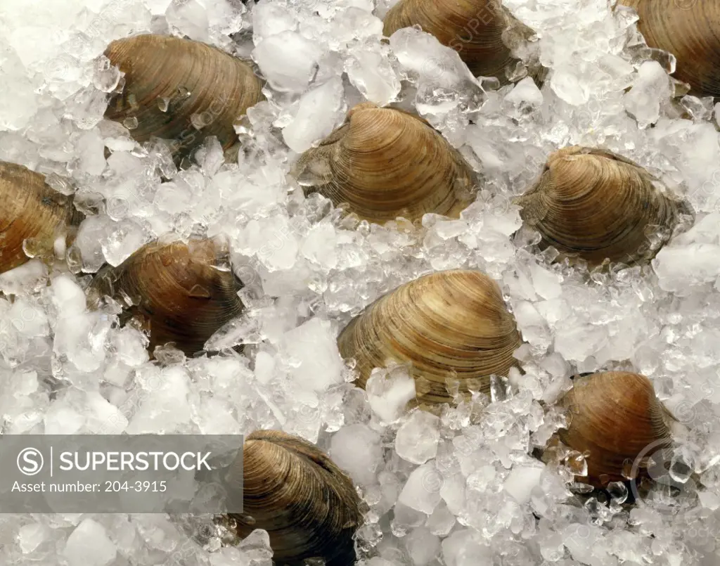 Close-up of clams on ice