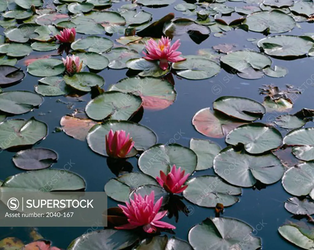 Pink water lilies in a pond, Ames Pond, Stonington, Maine, USA