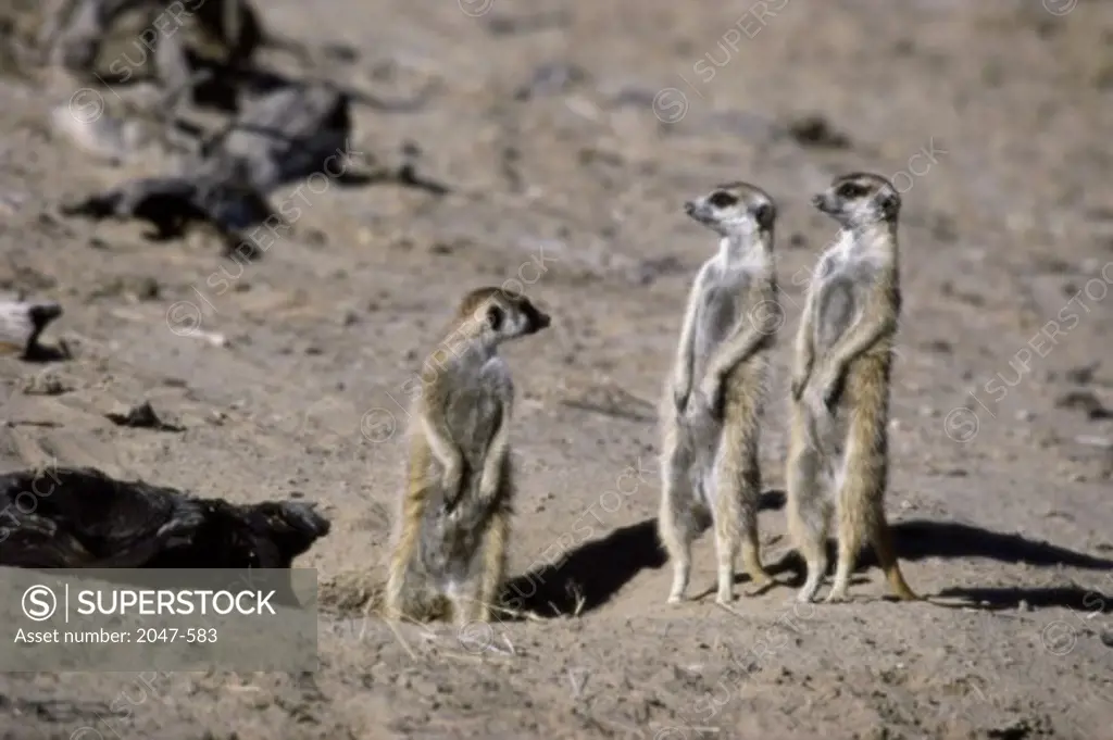 MeerkatsKalahari Gemsbok National ParkSouth Africa