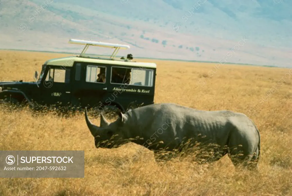 A rhinoceros standing near a Safari jeep