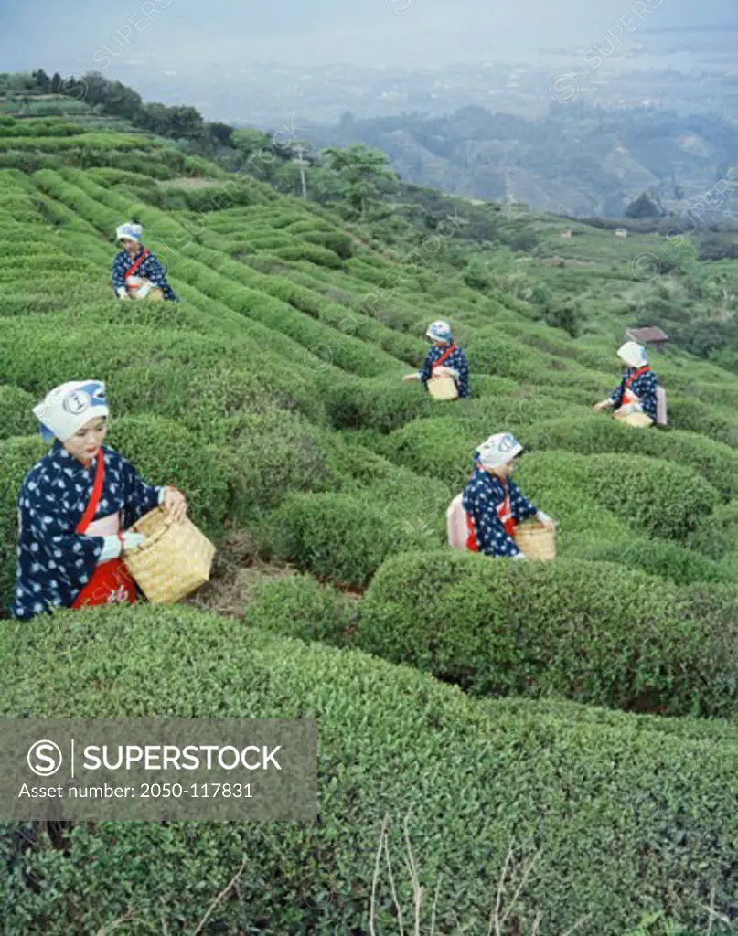 Tea Harvesting Nihondaira Shizuoka Japan