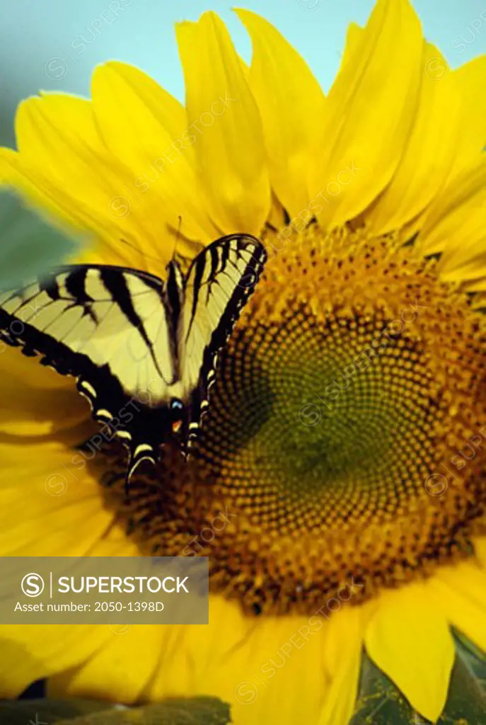 Close-up of Tiger Swallowtail pollinating a sunflower