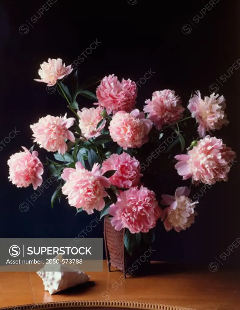 Close-up of peonies in a vase