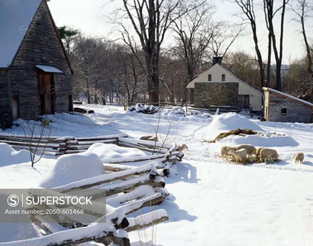 USA, New York, Tarrytown, Philipsburg Manor, farm with sheep's in winter