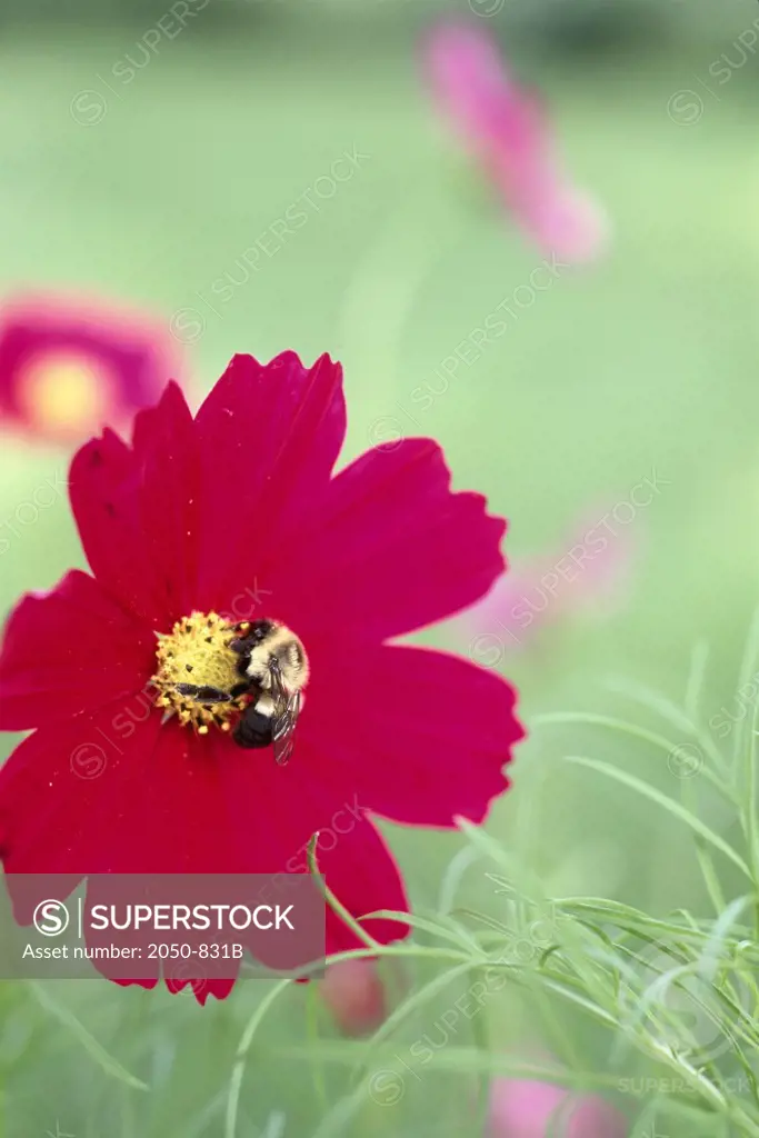 Red Cosmos with Bee