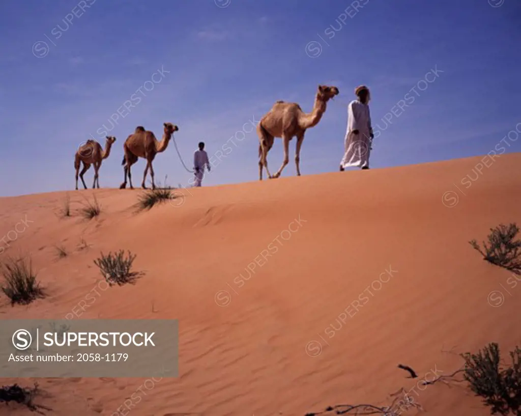 Bedouin Men Dromedary Camels Oman