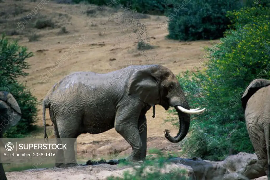 African Elephants, Addo Elephant National Park, South Africa