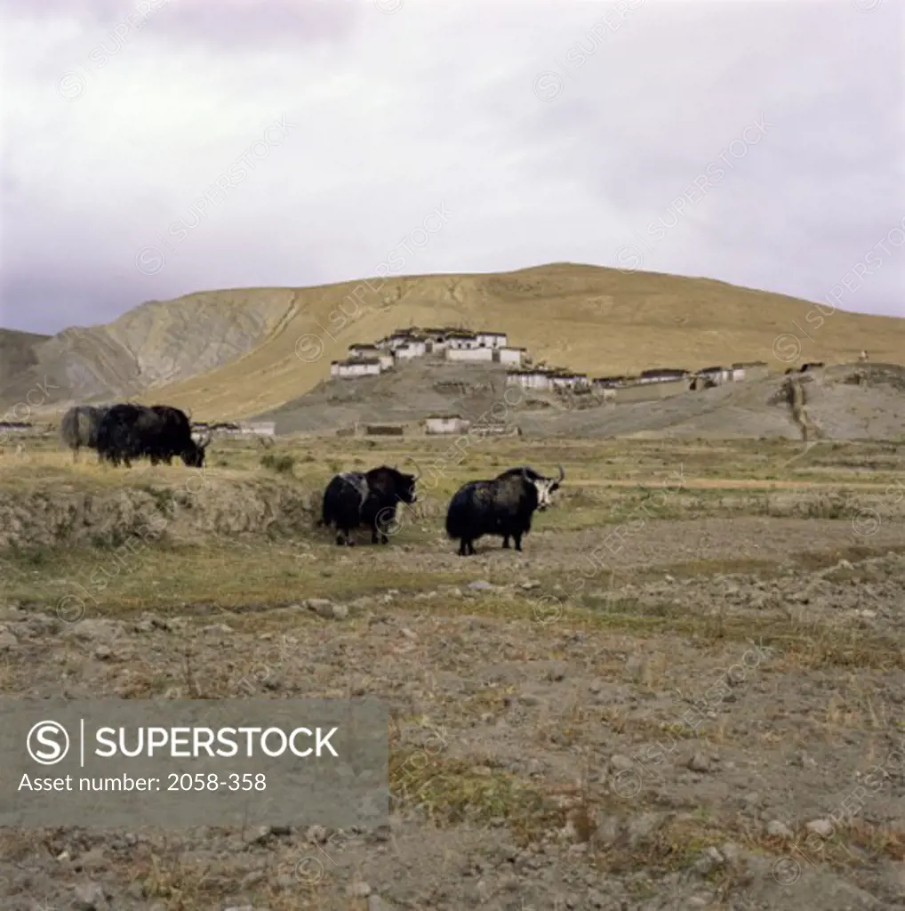 Three yaks standing in a field, Tibet (Bos grunniens)
