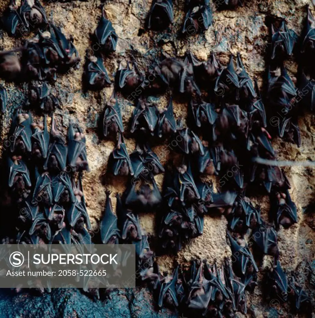 Bats (Chiroptera) on Cave Wall, Goa Lawah, Bali, Indonesia