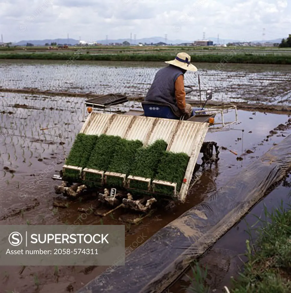 Rice Planting Chiba Prefecture Japan