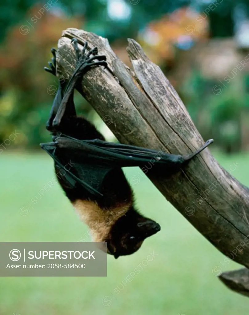 Sacred Flying Fox hanging from a tree branch, Tonga