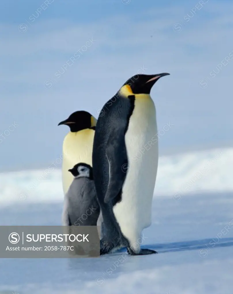 Emperor Penguin Couple with Chick, Antarctica