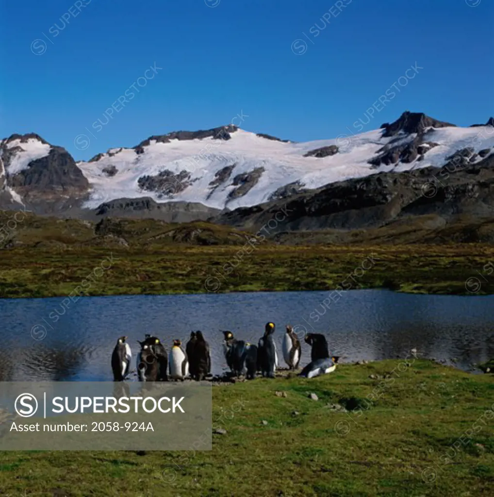 Penguins on the banks of a river, South Georgia Island, Antarctica