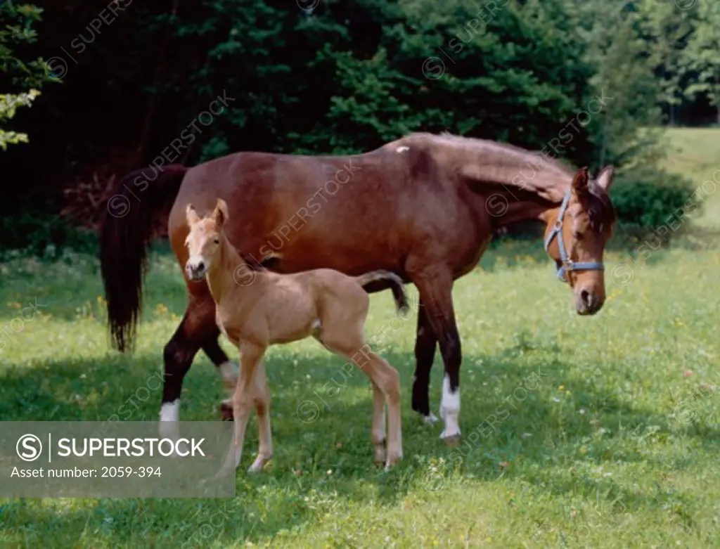A Mare with a Filly on a grassy field, Germany