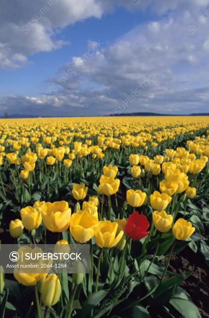 TulipsSkagit ValleyWashingtonUSA