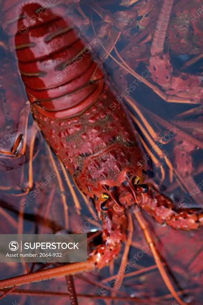 Close-up of Lobsters, Guadalupe Island, Mexico