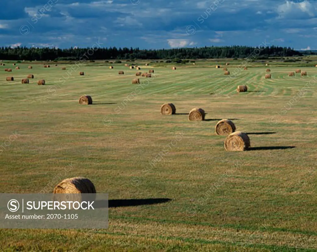Hay bales in a field, Manitoba, Canada
